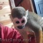 mascul și femela maimuță veveriță spre adopție