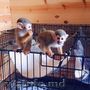 mascul și femela maimuță veveriță spre adopție